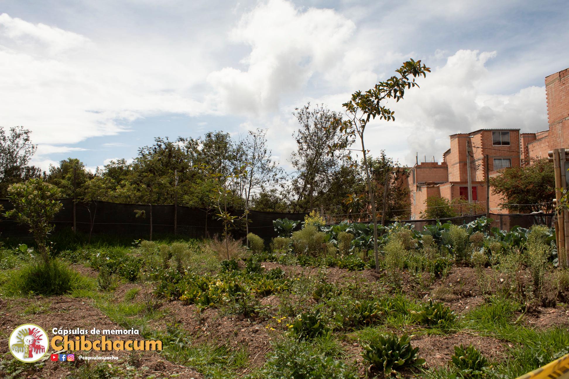 Huerta indígena suachuna se traslada.