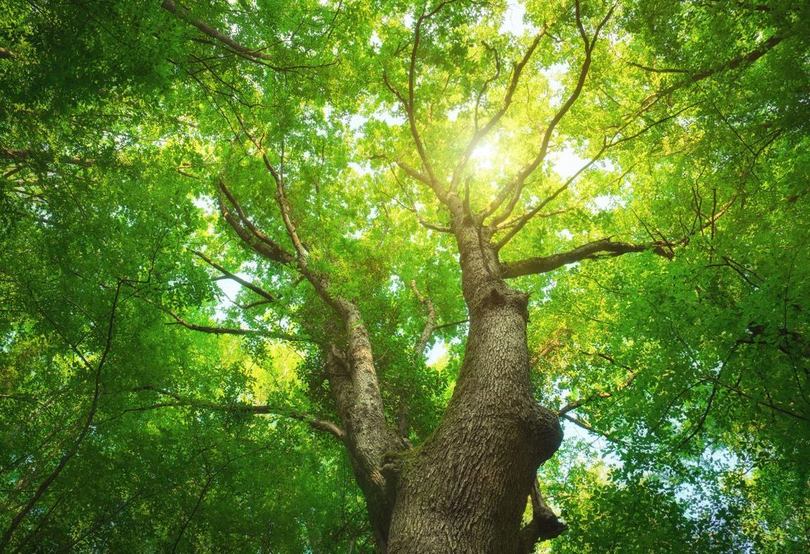 Columna de opinion: Apología ambiental.