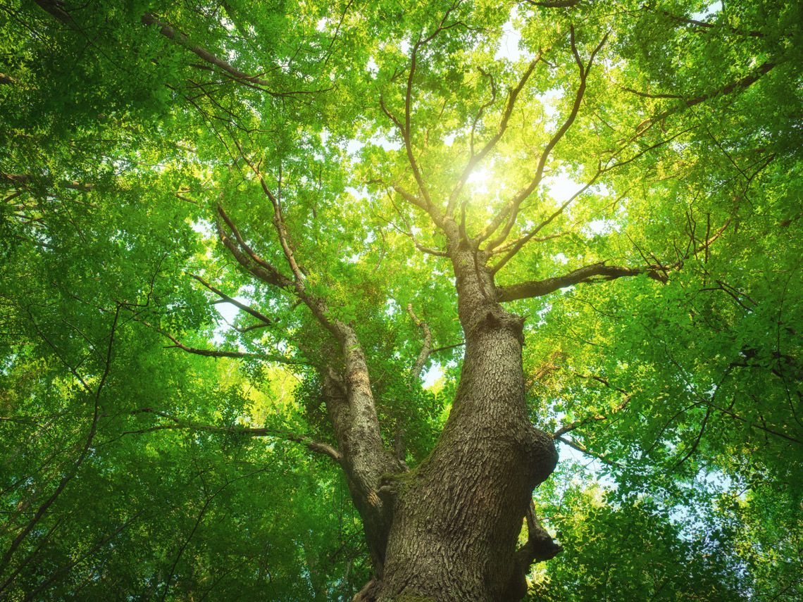 Columna de opinion: Apología ambiental.