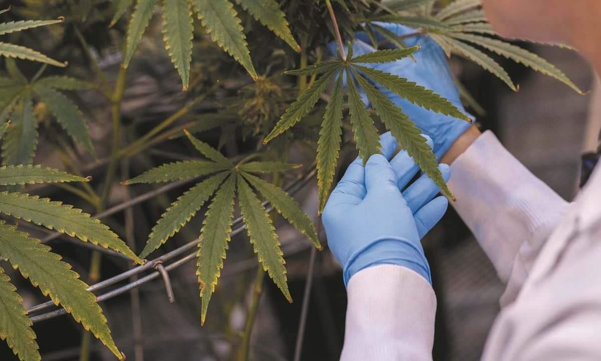 Mesa cannabica municipal en Xuacha.