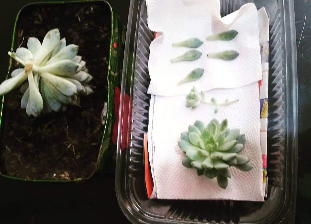 Taller de viveros en Suacha.