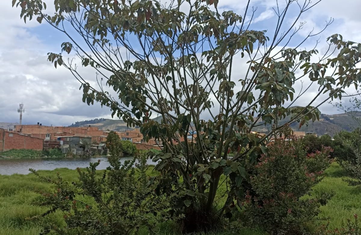 Se celebra el día de la tierra en Humedal Tierra Blanca.